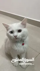  1 قط  شيرازي جميلة واليفة  جداا للبيع