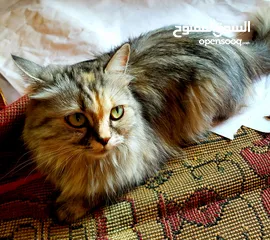  1 قطة شيرازي نظيف مدربه السعر 35000الف