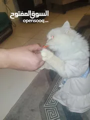  7 قطه هملاياء