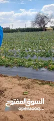  24 لاصحاب الاستثمارات مزرعة للتمليك 15 فدان في البحيرة الارض مسجلة بالش
