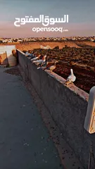  2 فراخ حمام ياهودي عمري مراسلي مكاوي عبسي زاجل