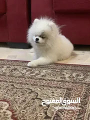  6 كلب للبيع في عمان الجاردنز