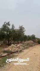  8 ارض للبيع نابلس_طلوزه