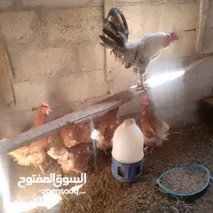  3 خمس جاجات وديك نخب بياضات