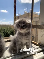  5 سكوتش فولد