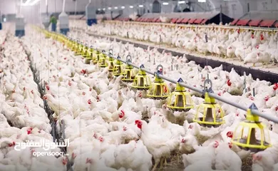  1 مطلوب شريك لمشروع دواجن انتاج دجاج موجود حاليا 12 حظير دجاج و متوفر مساحه ارض لتوسع في مشروع