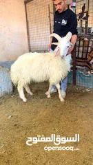  1 خروف نادر اربع قرون سخله حجازي نخب نواااادر