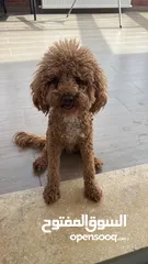  3 بودل عمره سنه و5شهور