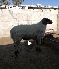  4 كبش قبرصي الاصلي دم صافي