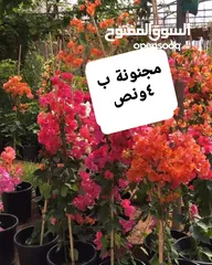  30 متوفر جميع انواع الاشجار المثمرة والزينة والورود وخدمة الزراع وتنسيق الحدائق وجميع انواع القواير