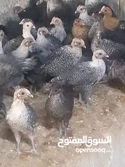  4 فرخات دجاج عمر شهر ونص