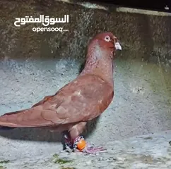  2 حمام بسعررر حررق