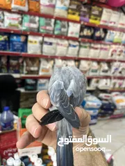  17 كويكر طفرة سينامون أليف راقص لعوب متكلم تابع الوصف للأهمية
