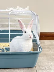 13 Selling a Dwarf Rex Mix Rabbit