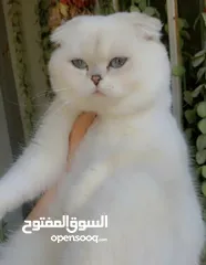  1 قطط للبيع في بغداد نوع سكوتش جمال وضخامه مع دفاتر لقاح وجواز للفحل