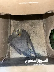  1 كوكتيل حبات صحة و نظافة