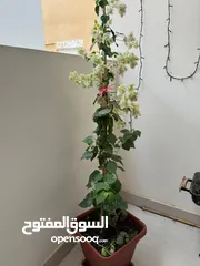  1 healthy beautiful plant