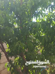  20 بيت للبيع في المفرق