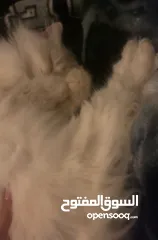  7 شيرازي للبيع عمرها سنة وشوي سعرها 600(قابل للتفاوض المعقول) اجتماعية وبترد عصحابها ومتعودة عالحمام