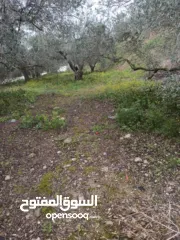  23 القبة الذهبية  اراضي بلعا دير الغصون