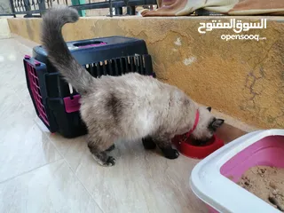  20 بسينة هملايا عمرا سنة