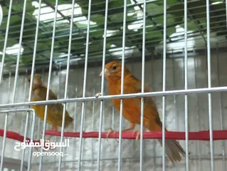  1 طيور كناري
