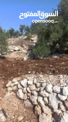  15 القبة الذهبية  اراضي بلعا دير الغصون