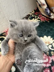  6 قطاوه للبيع