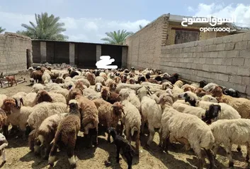  6 تصدير و بيع الجملة غنم حلال النعيمي افشار الاایرانی