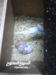  1 3 جواز حب مع فراخ  بيض مقفصات للبيع