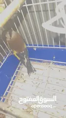  7 حسون ترابي مغرد