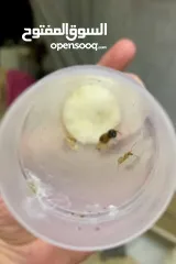  4 ملكة نمل النجار Carpenter ant queen