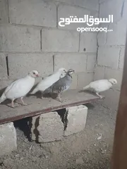  2 كوم حجل شغال للبيع بصحه جيده الموجود 5اناثي  وذكرين