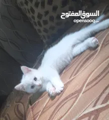  1 قط سيامي صغير للبيع بسعر مناسب