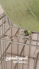  2 ذكرين درة هندي أخضر وتركواز ذكرين درة هندي أخضر وتركواز ذكرين درة هندي أخضر وتركواز