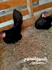  4 مطير عصافير للبيع