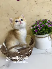  6 سكوتش برتش جولد ny12وny11