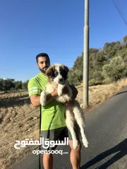  2 لمحبين الأحجام والتميز