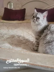  15 قطط شانشبلا للبيع