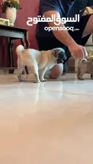  23 جراوي بج، pug puppies
