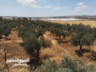  8 مزرعة للبيع ام العمد