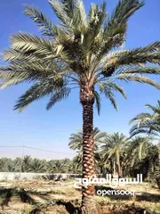  6 نخل مثمر جميع الارتفاعات