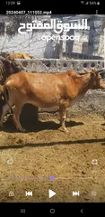  2 cow for sale