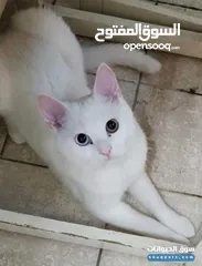  1 قط انغولا ابيض بيور