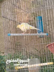  1 طيره للبيع