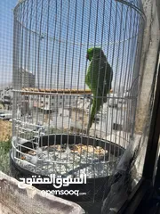  1 شيكو  ببغاء درة هندي يقلد صوت القطة  وسكر ا تصفر وتحاول الكلام مع قفص واكل التوصيل داخل نابلس بعشرين