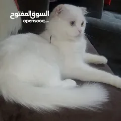  1 قط ذكر سكوتش فولد ابيض سلاله نادرة العمر سنه وسبعة اشهر كامل المطاعيم لعوب البيع بسبب السفر