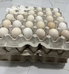  1 بيض دجاج للبيع