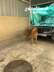  3 جولدن للبيع عمره 9 اشهر