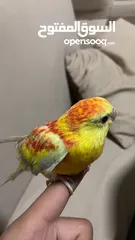  1 ببغاء مزامير للبيع
